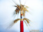 Kornmutter "Gerste" – Bild 2
