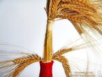 Kornvater "Gerste" – Bild 2