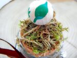 Schamanische Kraftflasche "Wald" – Bild 4