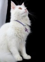 Schutzengel Anhänger für Katzen "Amethyst" – Bild 3