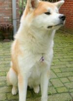Schutzengel Anhänger für Hunde "Amethyst" – Bild 3