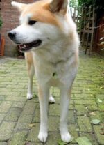 Schutzengel Anhänger für Hunde "Jade" – Bild 3