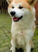 Schutzengel Anhänger für Hunde "Rosenquarz" – Bild 3