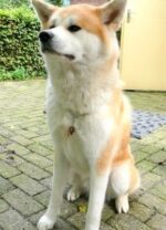 Schutzengel Anhänger für Hunde "Tigerauge" – Bild 3