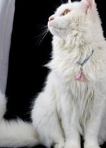 Schutzengel Anhänger für Katzen "Rosenquarz" – Bild 3