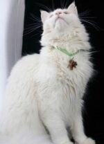 Schutzengel Anhänger für Katzen "Tigerauge" – Bild 3
