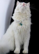 Schutzengel Anhänger für Katzen "Türkis" – Bild 3